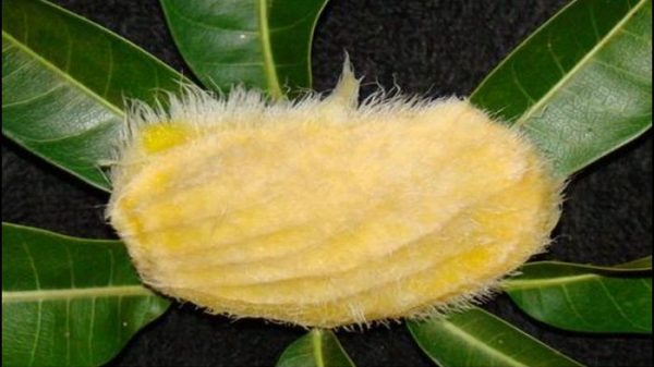 আমের আঁটির গুণ