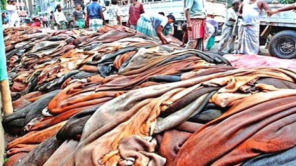 শ্রমিকসংকটে পচে দুর্গন্ধ ছড়াচ্ছে চামড়া