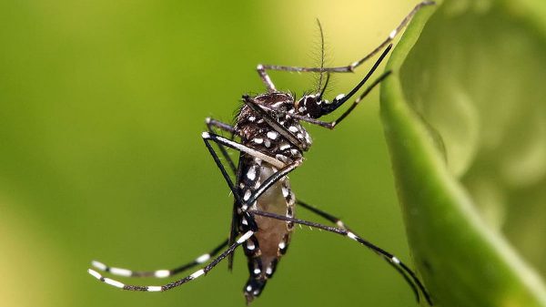 করোনার পর ভয় ধরাচ্ছে জিকা ভাইরাস