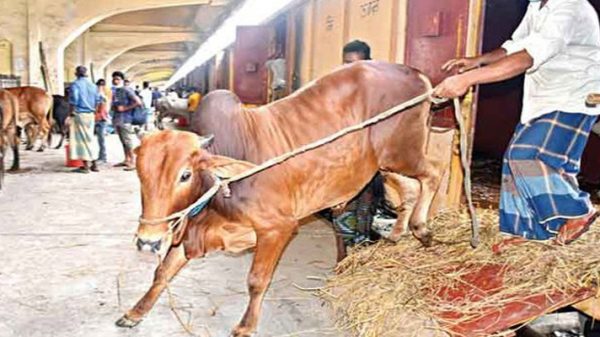 ক্যাটল স্পেশাল ট্রেনে রাজধানীতে আনা হলো ৮০০ গরু