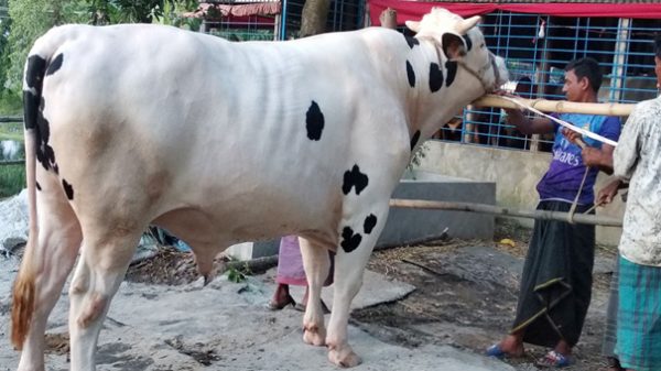 ৩১ মণ ওজনের ‘শাকিব খান’, দাম ১৩ লাখ