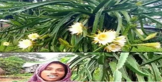 গলাচিপায় ড্রাগন ফলের চাষ করে চমকে দিলেন ছালমা খান