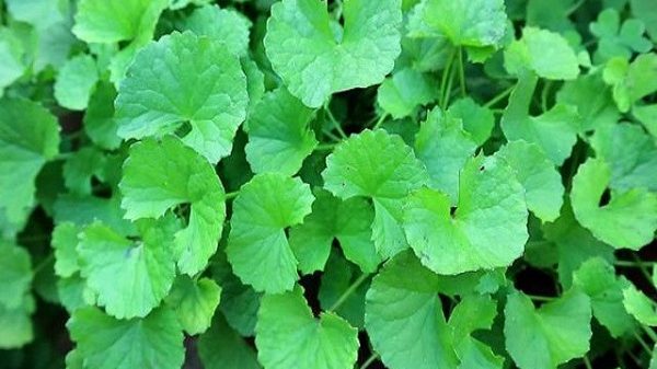 থানকুনির এতো গুণ!