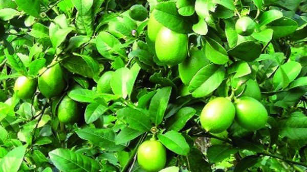 ক্যাম্প থেকে পালিয়ে লেবু বাগানের শ্রমিক, ৭৪ রোহিঙ্গা গ্রেপ্তার